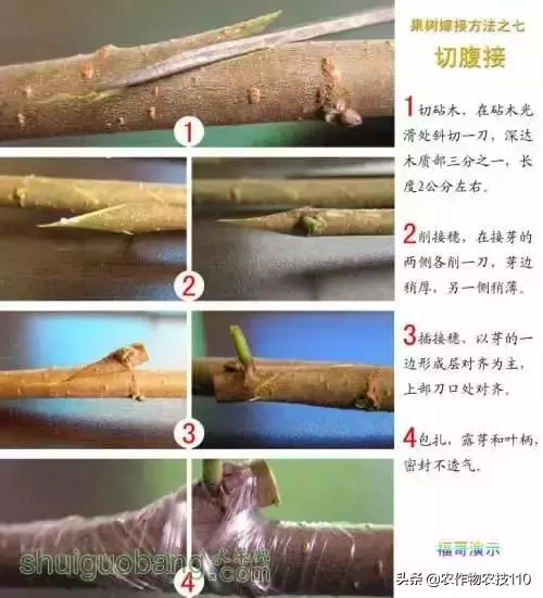 12種果樹嫁接法演示圖！「收藏」