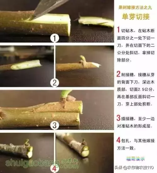 12種果樹嫁接法演示圖！「收藏」