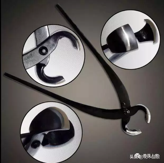 盆景製作要用什麼工具!