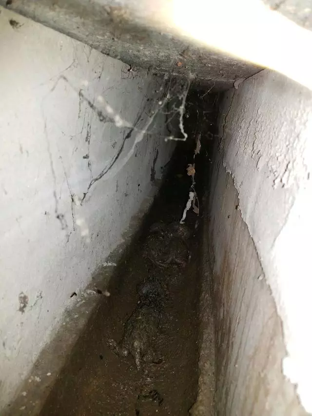 男子在下水道裡救出一窩奶貓,帶回家餵養一周後,貓咪竟然。。。