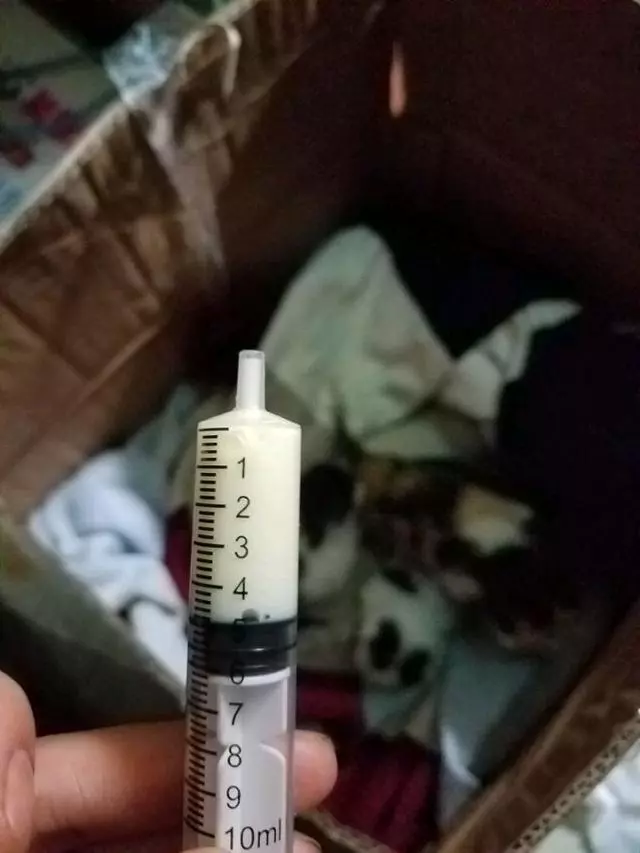 男子在下水道裡救出一窩奶貓,帶回家餵養一周後,貓咪竟然。。。