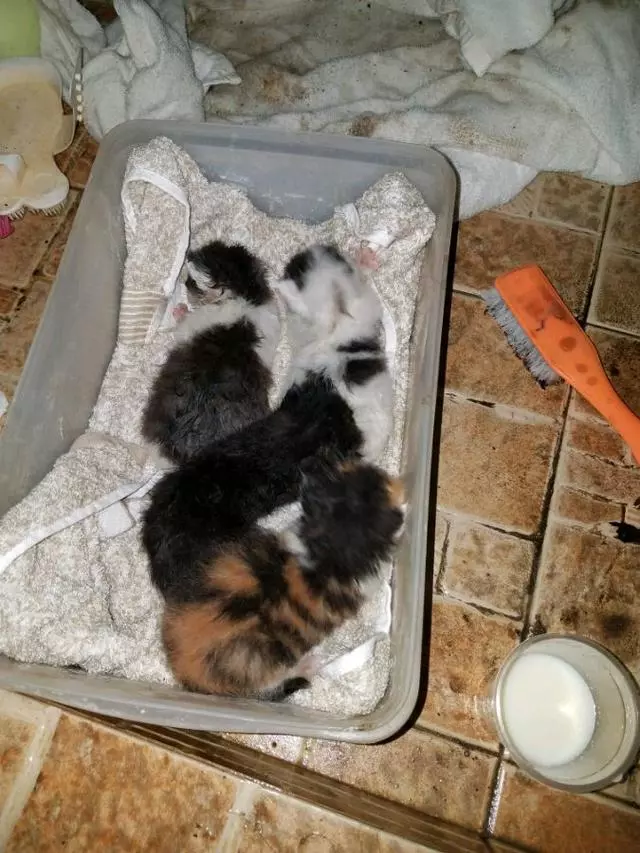 男子在下水道裡救出一窩奶貓,帶回家餵養一周後,貓咪竟然。。。