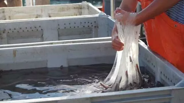 1秒膨脹10000倍,這美味可口的「外星異形」,黏液竟可夯退鯊魚!
