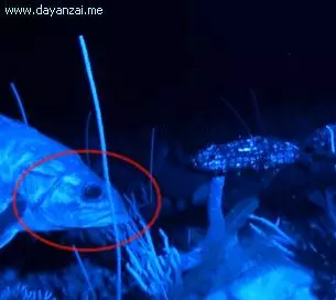 1秒膨脹10000倍,這美味可口的「外星異形」,黏液竟可夯退鯊魚!