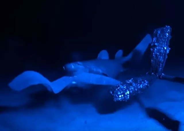 1秒膨脹10000倍,這美味可口的「外星異形」,黏液竟可夯退鯊魚!
