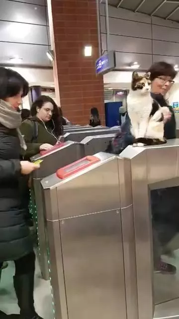 喵站長「坐鎮驗票」超老練!嫌旅客動作慢:唉唉後面塞車了啦~