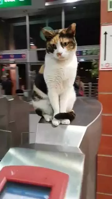 喵站長「坐鎮驗票」超老練!嫌旅客動作慢:唉唉後面塞車了啦~