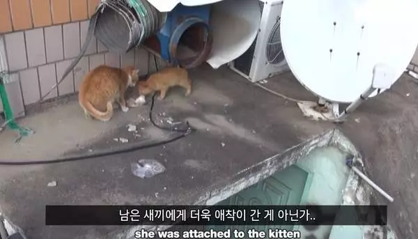 明明很餓也不吃…浪貓拿到飯飯「整包叼走」 偷偷跟蹤才發現超催淚一幕