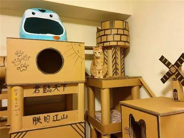 主人用紙箱造豪華貓城堡,完工後橘貓來視察,對新家表示滿意!