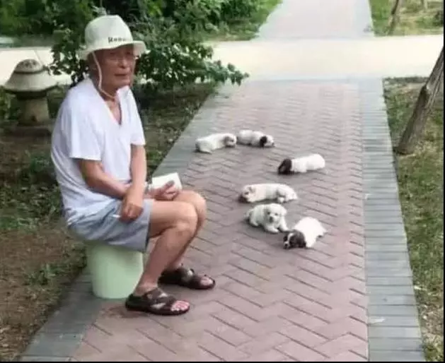 阿公帶6隻小奶狗公園遛彎,路人以為是在賣狗,上去詢問阿公說出原因讓人笑噴!