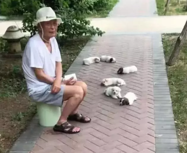 阿公帶6隻小奶狗公園遛彎,路人以為是在賣狗,上去詢問阿公說出原因讓人笑噴!