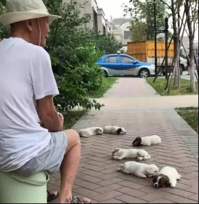阿公帶6隻小奶狗公園遛彎,路人以為是在賣狗,上去詢問阿公說出原因讓人笑噴!