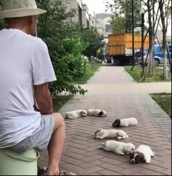 阿公帶6隻小奶狗公園遛彎,路人以為是在賣狗,上去詢問阿公說出原因讓人笑噴!