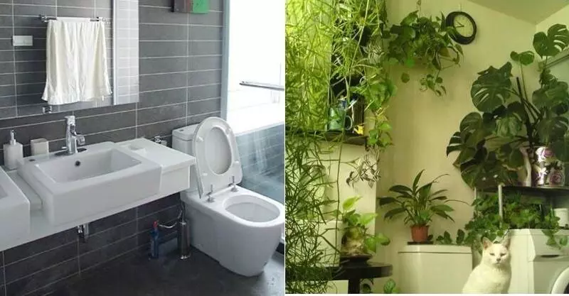這6種植物適合放「衛生間」養,長得旺還「除濕去臭」!快種上一盆!