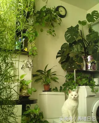 這6種植物適合放「衛生間」養,長得旺還「除濕去臭」!快種上一盆!
