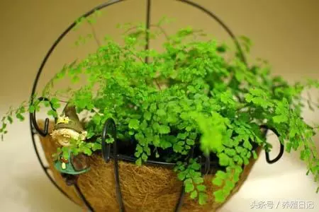 這6種植物適合放「衛生間」養,長得旺還「除濕去臭」!快種上一盆!