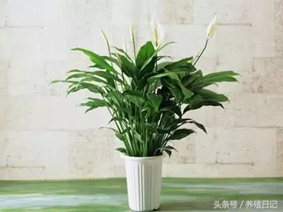 這6種植物適合放「衛生間」養,長得旺還「除濕去臭」!快種上一盆!