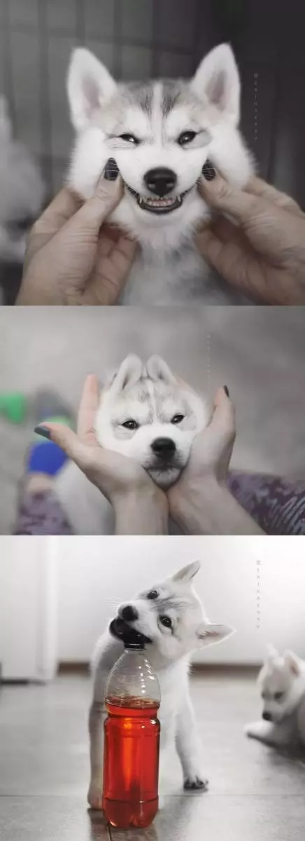 一點都不二！透著仙氣的哈士奇你見過沒？