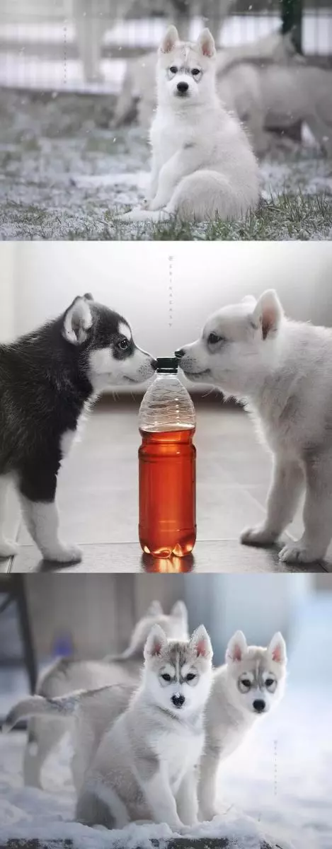 一點都不二！透著仙氣的哈士奇你見過沒？