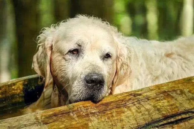 狗狗臨死前躲起來,原來是這5個原因,別再說怕你傷心了!
