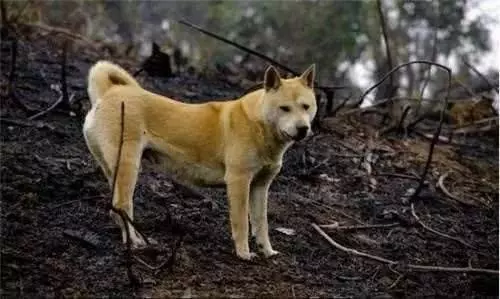 狗狗臨死前躲起來,原來是這5個原因,別再說怕你傷心了!