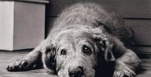 狗狗臨死前躲起來,原來是這5個原因,別再說怕你傷心了!