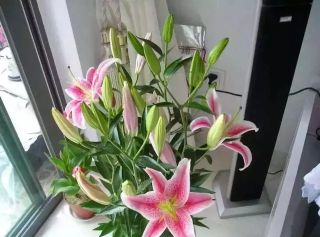 8種春節「好運花」,寓意特別好,過年只要擺一盆,好運滾滾來