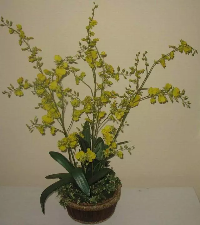 8種春節「好運花」,寓意特別好,過年只要擺一盆,好運滾滾來