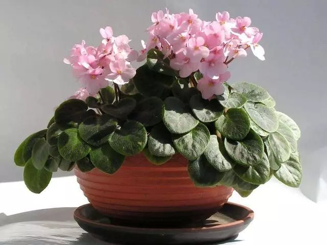 8種春節「好運花」,寓意特別好,過年只要擺一盆,好運滾滾來