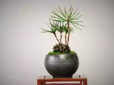 撿個「松果」埋盆裡,10天長成小盆景,太精緻