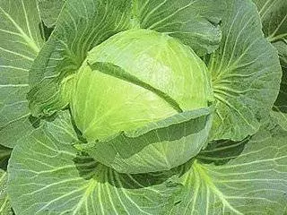 日本醫師這樣吃高麗菜,治好自己的脂肪肝、高血糖、連痛風也得到了改善!