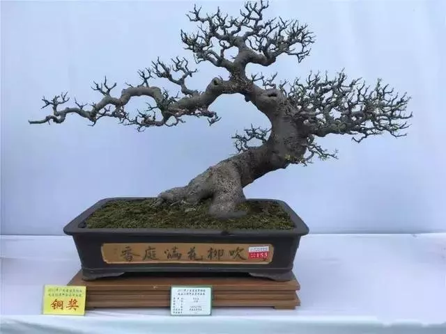 盆景初入門:迴旋式盆景的造型技巧圖解