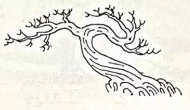 盆景初入門:迴旋式盆景的造型技巧圖解