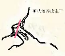 盆景初入門:迴旋式盆景的造型技巧圖解
