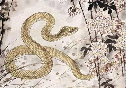 家有屬蛇的人嘛,有你就多留意【豬年正月有好運】