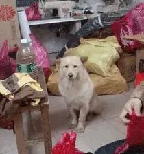 天生缺陷「一雙鬥雞眼」!上千粉絲被圈粉:就愛牠的呆萌可愛~