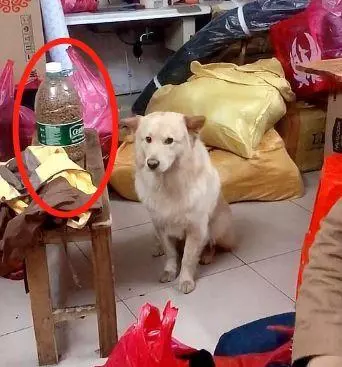 天生缺陷「一雙鬥雞眼」!上千粉絲被圈粉:就愛牠的呆萌可愛~