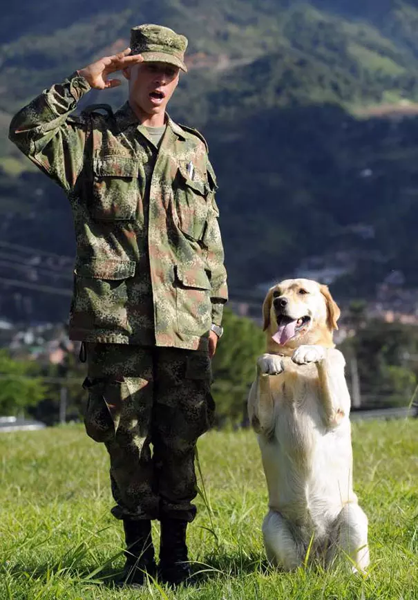 偉大工作犬「為人類貢獻一輩子」!毫不猶豫「跳下直升機」:包在我身上~