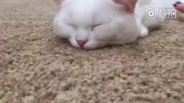 在貓咪睡覺時,千萬別摸牠的鼻子!主人好奇親自實測,網大笑:回家我要馬上去摸~~!