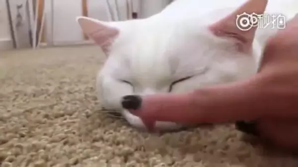 在貓咪睡覺時,千萬別摸牠的鼻子!主人好奇親自實測,網大笑:回家我要馬上去摸~~!