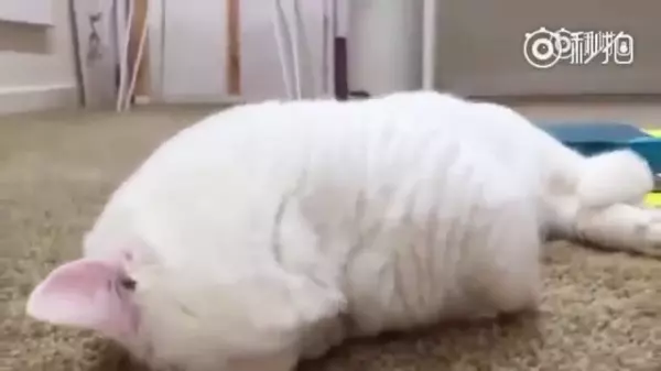 在貓咪睡覺時,千萬別摸牠的鼻子!主人好奇親自實測,網大笑:回家我要馬上去摸~~!