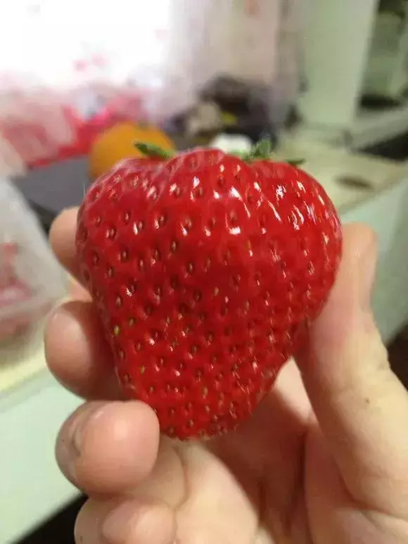 草莓刮點皮,扔土裡芽直冒,果子雞蛋大,吃不完!