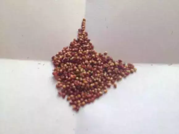 草莓刮點皮,扔土裡芽直冒,果子雞蛋大,吃不完!