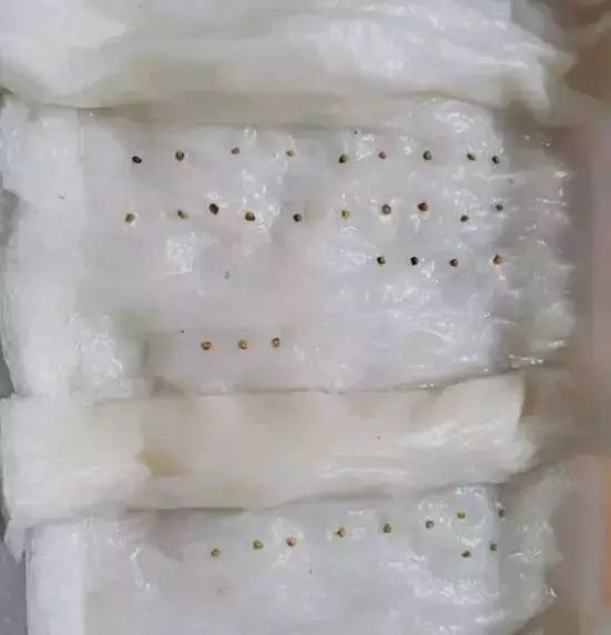 草莓刮點皮,扔土裡芽直冒,果子雞蛋大,吃不完!