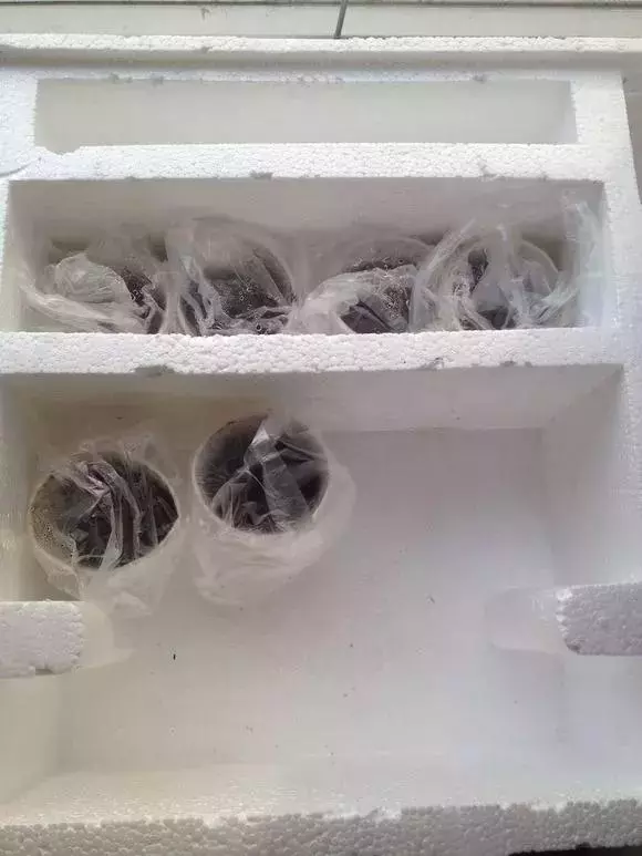 草莓刮點皮,扔土裡芽直冒,果子雞蛋大,吃不完!