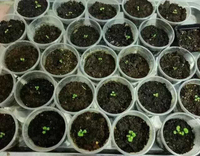 草莓刮點皮,扔土裡芽直冒,果子雞蛋大,吃不完!