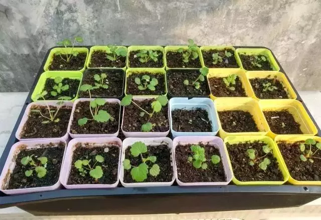 草莓刮點皮,扔土裡芽直冒,果子雞蛋大,吃不完!
