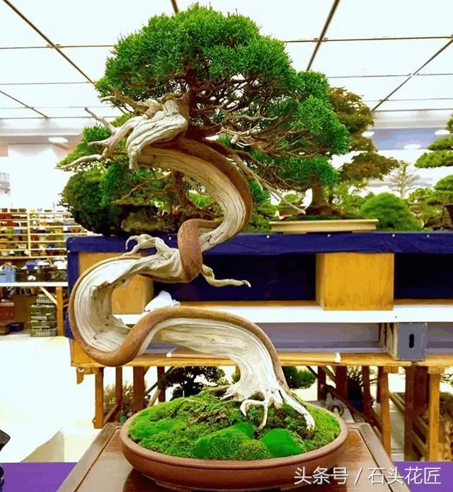 這些盆栽個個都是精品,可謂是價值連城,有的比一套房都貴