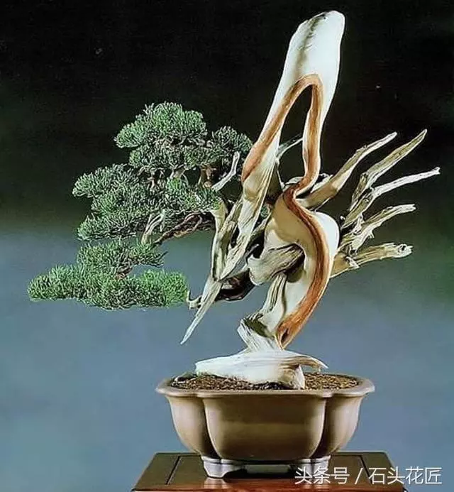 這些盆栽個個都是精品,可謂是價值連城,有的比一套房都貴