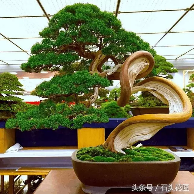 這些盆栽個個都是精品,可謂是價值連城,有的比一套房都貴